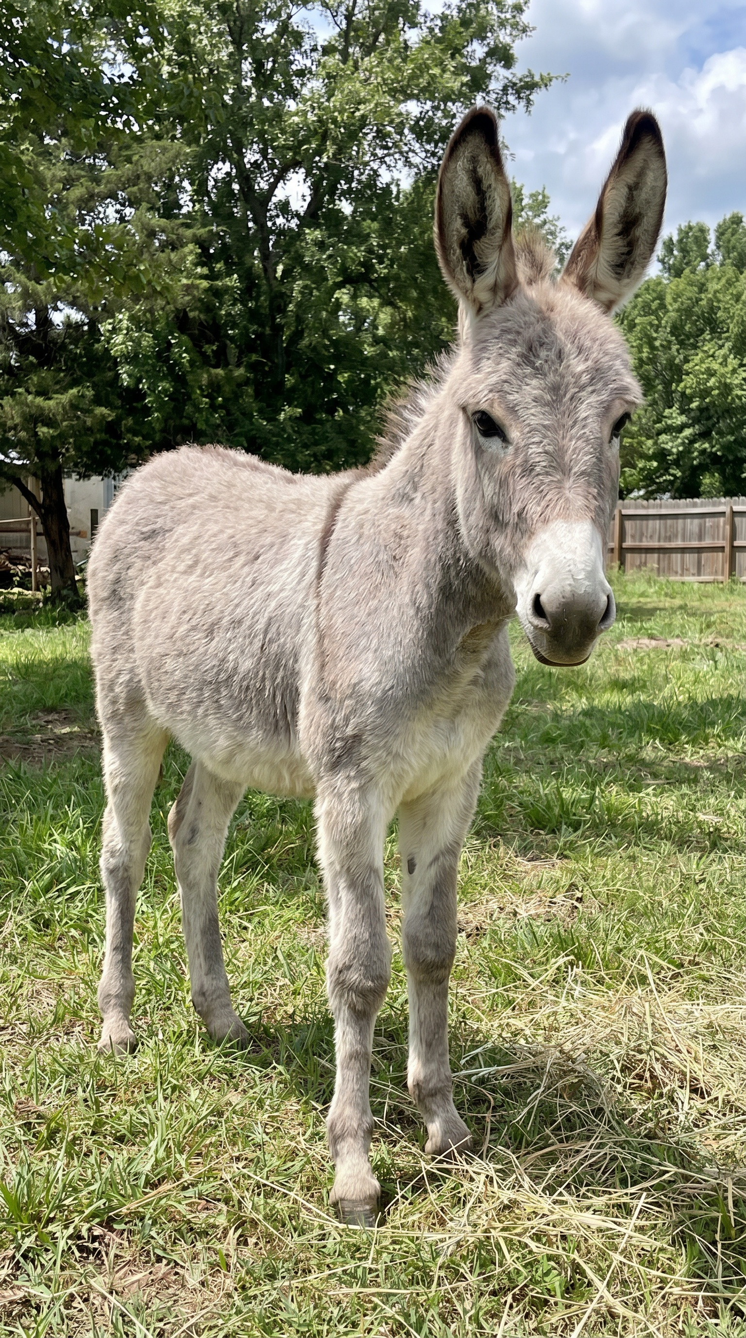 Young mammoth ass foal
