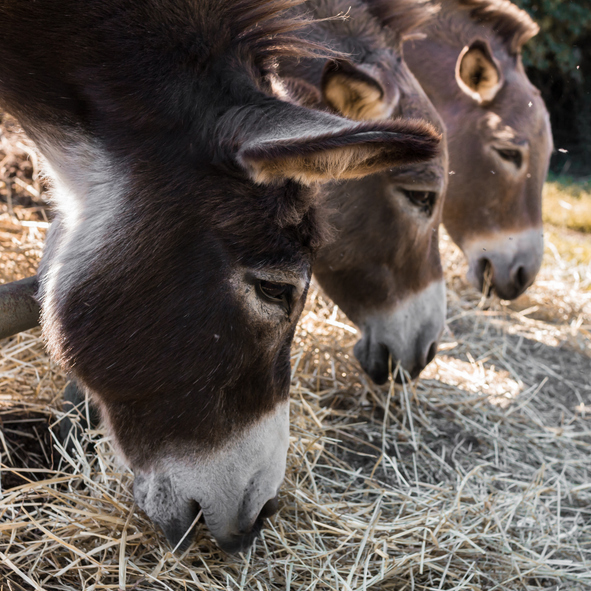 Grass hay flakes fed to donkeys