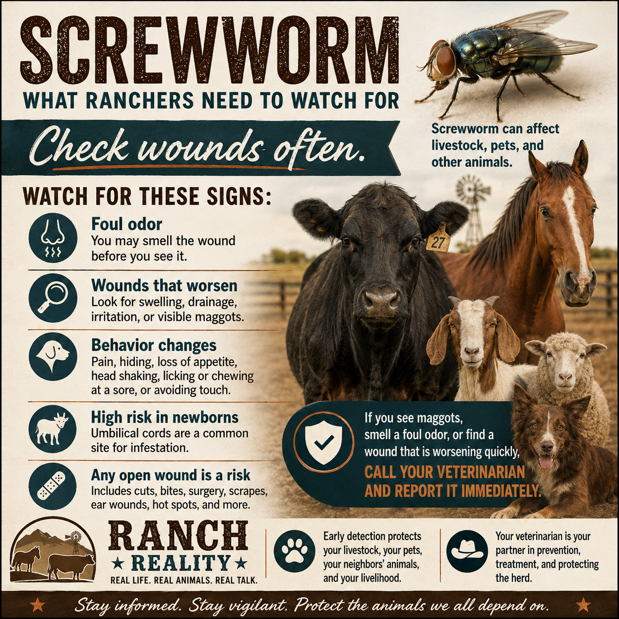 Screw Fly